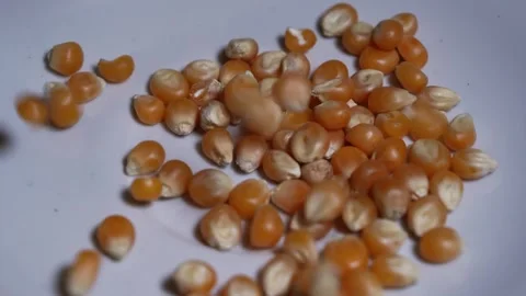 CORN Stock Footage 326628113