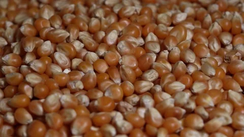 CORN Stock-Footage 326628169