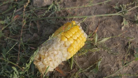 Corn in the form of bait for fishing, put on a fishing hook Stock-Footage 119704590
