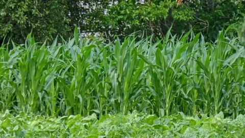 Corn frash green leaves in a cornfield Stock Footage 214995112