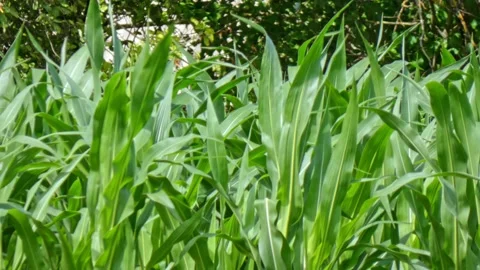 Corn frash green leaves in a cornfield close-up Stock Footage 214997313