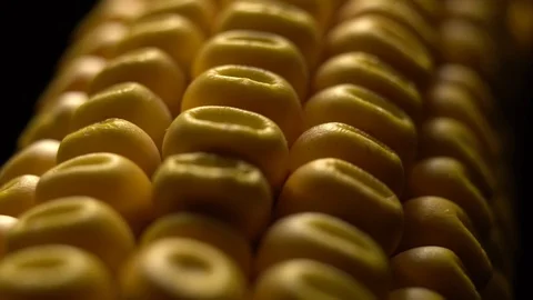 Corn. Fresh corn cob. Ripe yellow corn cobs in rotation, selective focus. Stock Footage 116412074