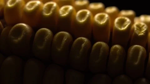 Corn. Fresh corn cob. Ripe yellow corn cobs in rotation, selective focus. Stock Footage 116412239