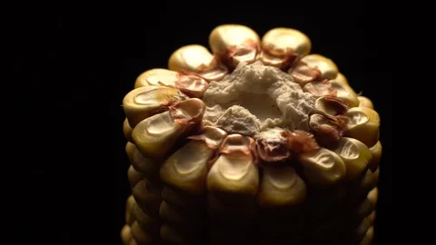 Corn. Fresh corn cob. Ripe yellow corn cobs in rotation, selective focus. Video stock 116412366