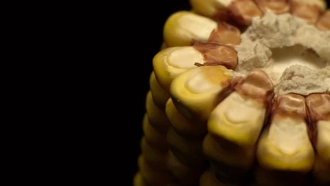 Corn. Fresh corn cob. Ripe yellow corn cobs in rotation, selective focus. Video stock 116412692