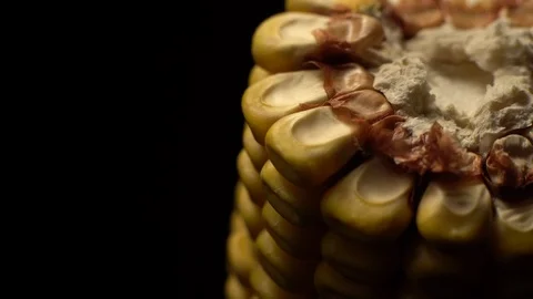 Corn. Fresh corn cob. Ripe yellow corn cobs in rotation, selective focus. Video stock 116413016