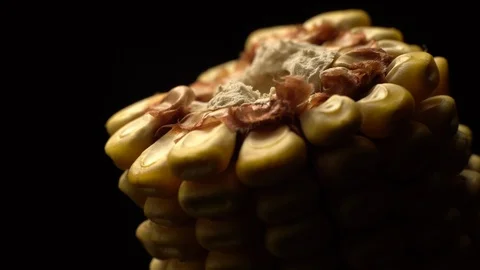 Corn. Fresh corn cob. Ripe yellow corn cobs in rotation, selective focus. Video stock 116413094