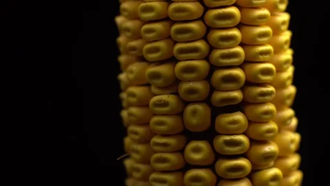 Corn. Fresh corn cob. Ripe yellow corn cobs in rotation, selective focus. Video stock 116413282