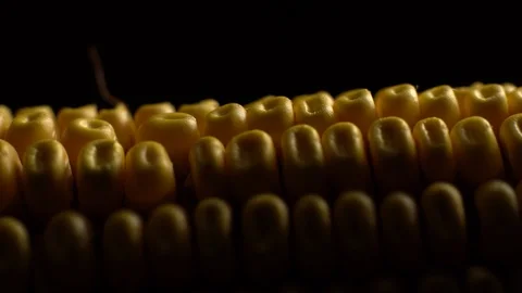 Corn. Fresh corn cob. Ripe yellow corn cobs in rotation, selective focus. Video stock 116413687