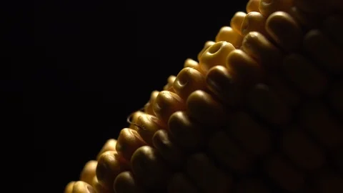 Corn. Fresh corn cob. Ripe yellow corn cobs in rotation, selective focus. Video stock 116413930