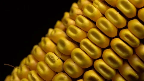 Corn. Fresh corn cob. Ripe yellow corn cobs in rotation, selective focus. Video stock 116413936