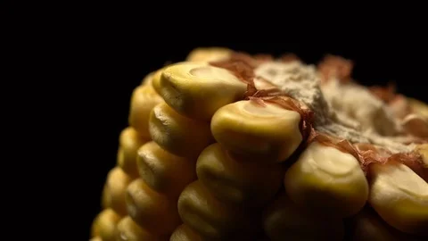 Corn. Fresh corn cob. Ripe yellow corn cobs in rotation, selective focus. Video stock 116414109