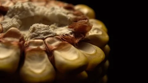 Corn. Fresh corn cob. Ripe yellow corn cobs in rotation, selective focus. Video stock 116414434