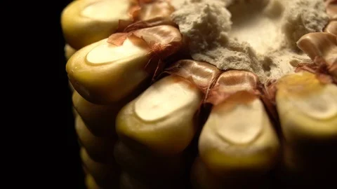 Corn. Fresh corn cob. Ripe yellow corn cobs in rotation, selective focus. Video stock 116414459