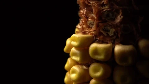 Corn. Fresh corn cob. Ripe yellow corn cobs in rotation, selective focus. Video stock 116414683