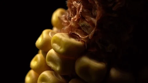 Corn. Fresh corn cob. Ripe yellow corn cobs in rotation, selective focus. Stock Footage 116414978