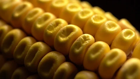 Corn. Fresh corn cob. Ripe yellow corn cobs in rotation, selective focus. Video stock 116415061