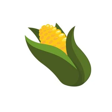 Corn fresh vegetables on white background Stock Illustration