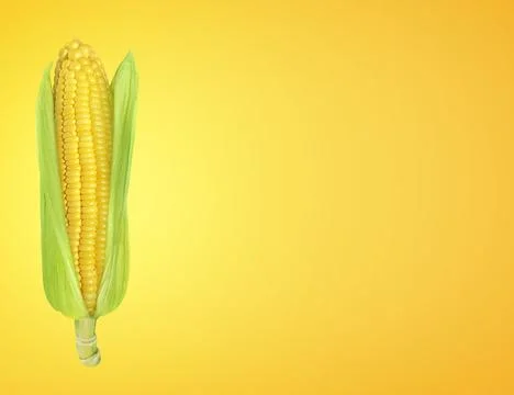 Corn fresh on yellow gold background Stock Photos