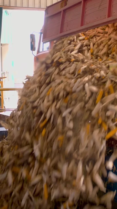 Corn. Freshly harvested corn cobs unloading from a truck container. Corn Stock Footage 308061039