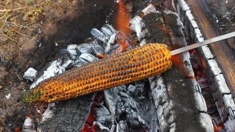 Corn is fried on a skewer in the wild on fire from a fire and coals close-up. Stock Footage 140737746