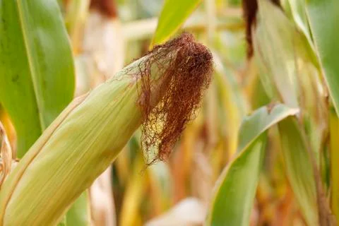Corn fruit closeup Stock Photos