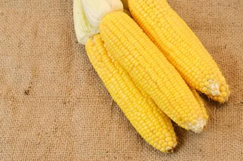 Corn fruit 写真素材