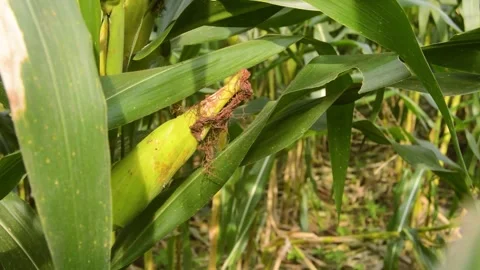 Corn fruit is starting to ripen and is ready to harvest 스톡 동영상 258417806