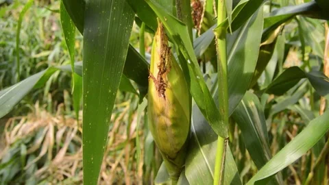 Corn fruit is starting to ripen and is ready to harvest 스톡 동영상 258417807