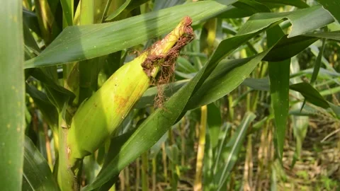 Corn fruit is starting to ripen and is ready to harvest 스톡 동영상 258417828