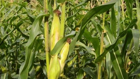 Corn fruit is starting to ripen and is ready to harvest 스톡 동영상 258417834