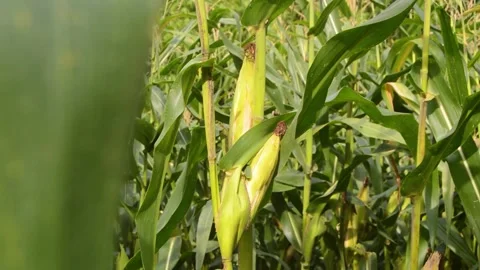 Corn fruit is starting to ripen and is ready to harvest 스톡 동영상 258417843