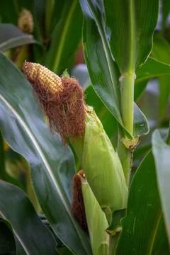 Corn fruit that thrives on the stem Stock Photos