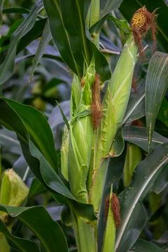 Corn fruit that thrives on the stem Stock Photos