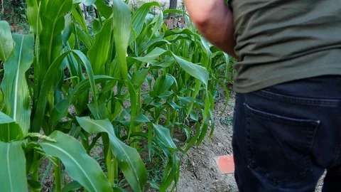 Corn garden, farmer controlling corn, natural corn plant, 库存影片 111926307