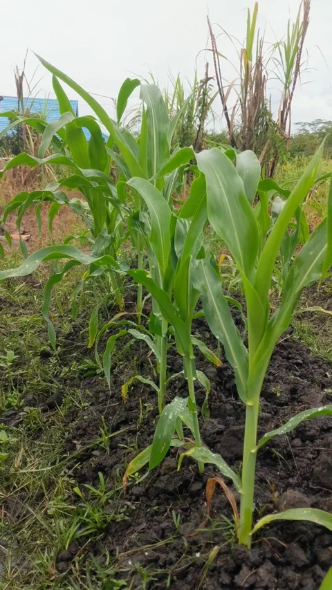 The corn garden Stock Footage 291051911
