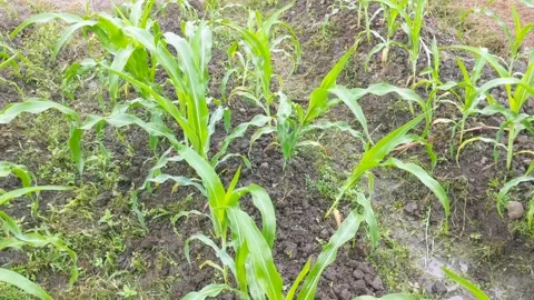 The corn garden Stock Footage 291051916