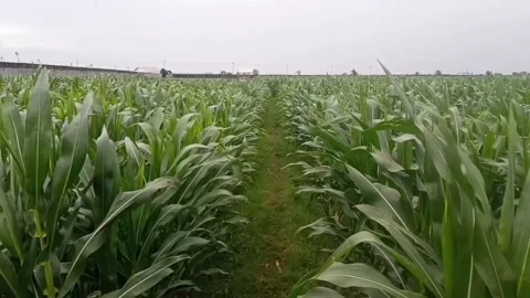 The corn garden is green and dense in the afternoon with a gap in the path Stock Footage 234578239