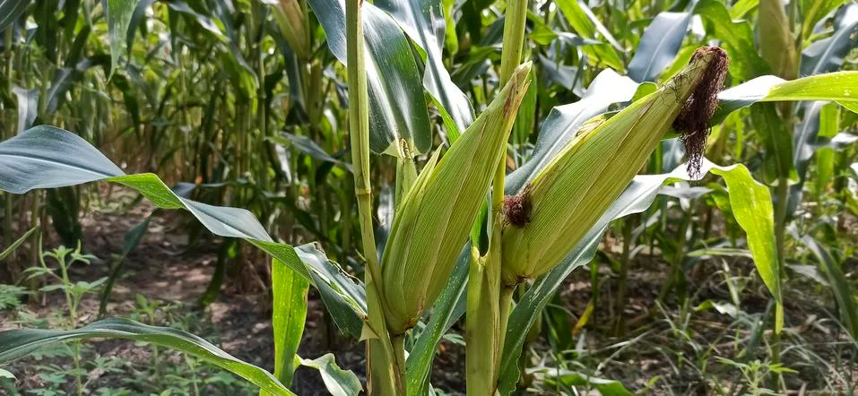 Corn in the garden ( Raw corn ) Stock Photos