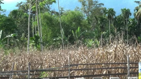 Corn garden ready for harvest            Corn, garden, harvest Stock Footage 199033274