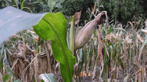 Corn in the garden ready to harvest 库存影片 282770841