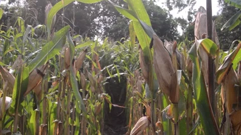 Corn in the garden ready to harvest 스톡 동영상 282770866