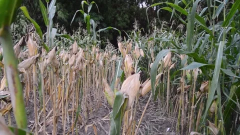 Corn in the garden ready to harvest 스톡 동영상 282770869