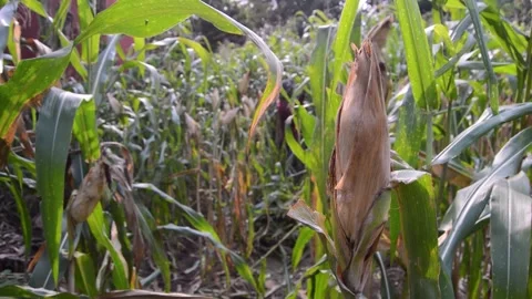 Corn in the garden ready to harvest 스톡 동영상 282770908