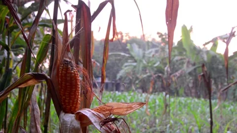 Corn in the garden ready to harvest 스톡 동영상 290928397