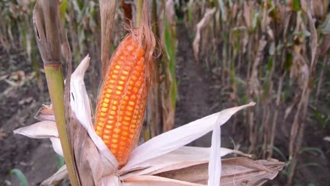 Corn in the garden ready to harvest 스톡 동영상 290928399