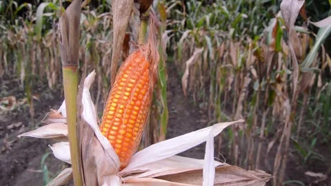 Corn in the garden ready to harvest 스톡 동영상 290928598
