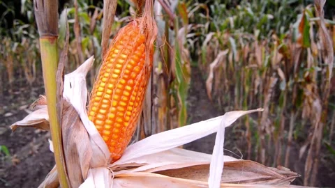Corn in the garden ready to harvest 스톡 동영상 290928642