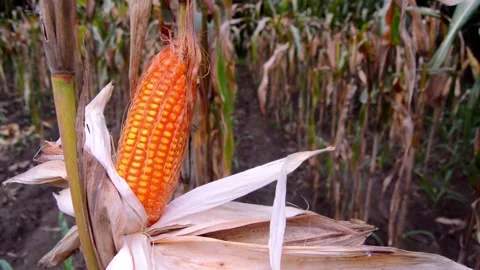 Corn in the garden ready to harvest 스톡 동영상 290928721