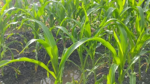 The corn garden is starting Stock Footage 292414945